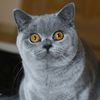 Ana
